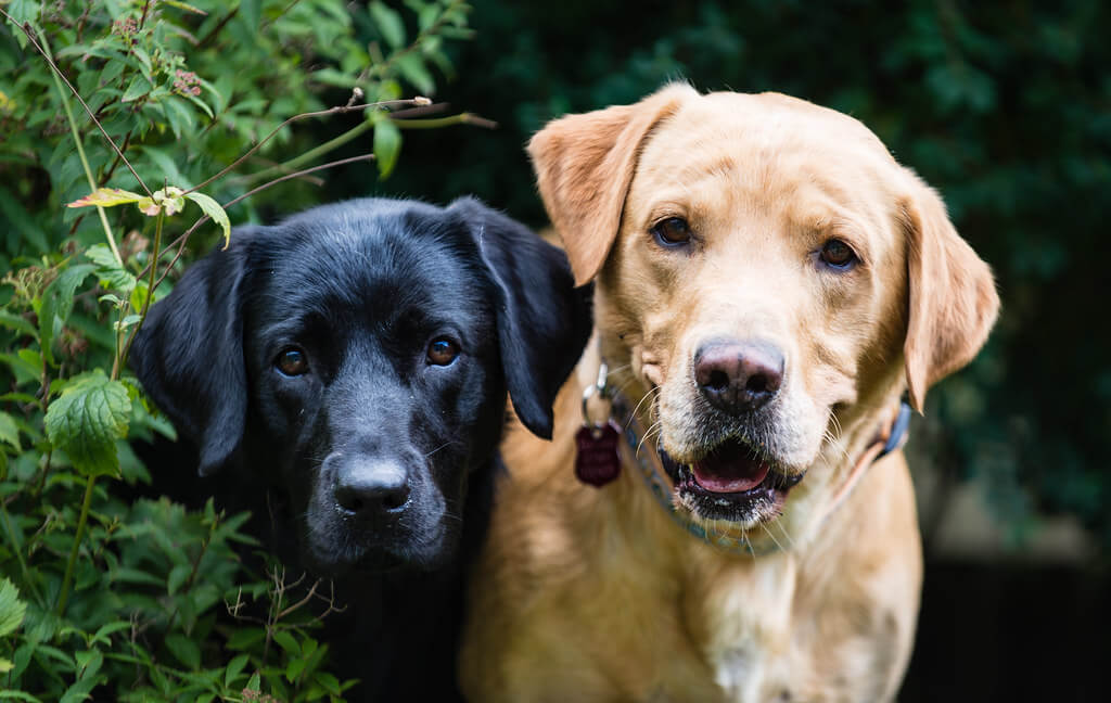 what food to feed a dog with diabetes