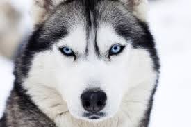 what should i feed my siberian husky